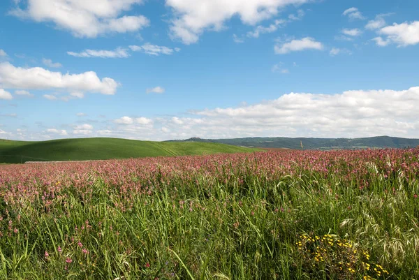Kullar Blom Våren Toscana — Stockfoto