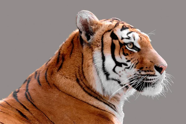 Perfil Retrato Tigre Panthera Tigris Isolado Sobre Fundo Cinza — Fotografia de Stock