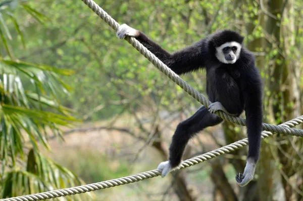Gibbon Lar Hylobates Lar Également Connu Sous Nom Gibbon Mains — Photo
