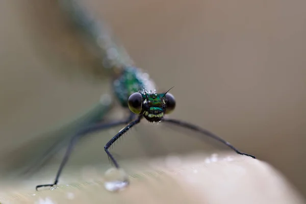 Insecte Libellule Petit Insecte Avec Des Ailes Dans Nature — Photo