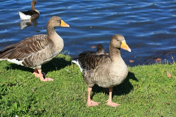 Vista Panorámica Las Aves Gansas Naturaleza — Foto de Stock