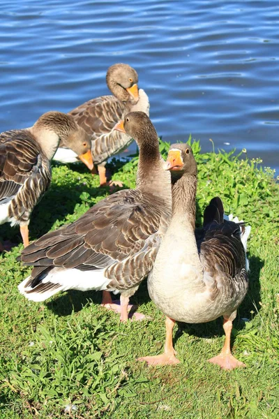 Schilderachtig Uitzicht Ganzen Natuur — Stockfoto