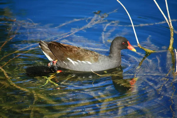 Dond Pollo Pulcini Nuotare Sul Lago — Foto Stock