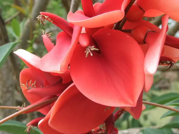 Red Lily Flowers Garden — Stock Photo, Image