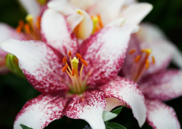 Krásné Bílé Orchideje Květiny Zahradě — Stock fotografie