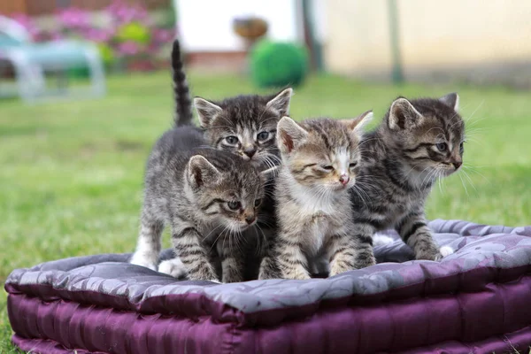 Små Katter Kudde — Stockfoto