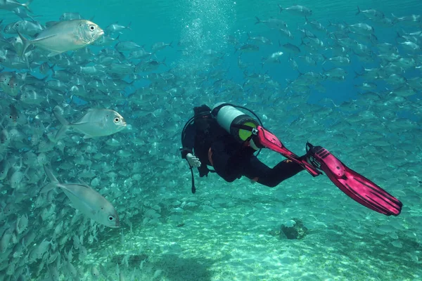 Bir Trevally Sürüsü Dalgıcı — Stok fotoğraf