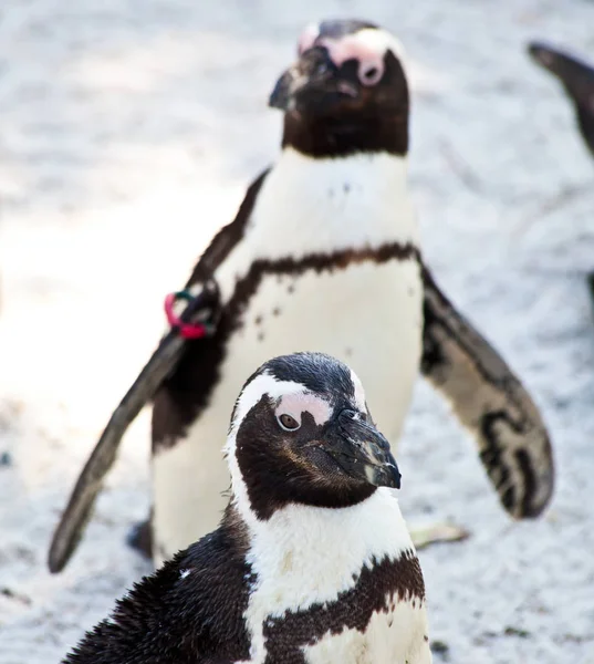 Pinguins Africanos Têm Cerca Comprimento Pesam Entre Spheniscus Diminutivo Palavra — Fotografia de Stock