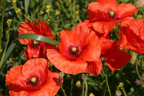 Vallmo Papaver Rhoeas Ett Fält — Stockfoto