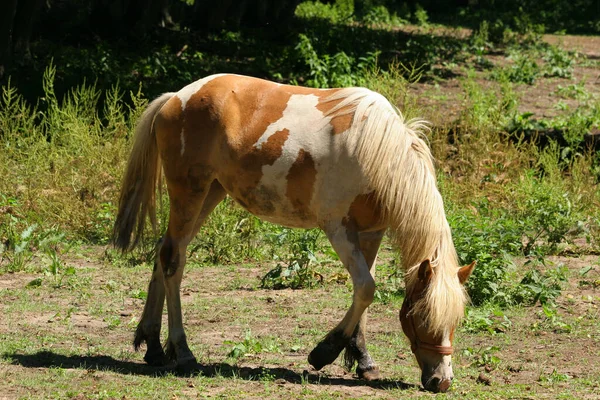 Paard Een Weiland — Stockfoto