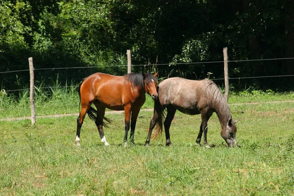 Caballos Pasto —  Fotos de Stock