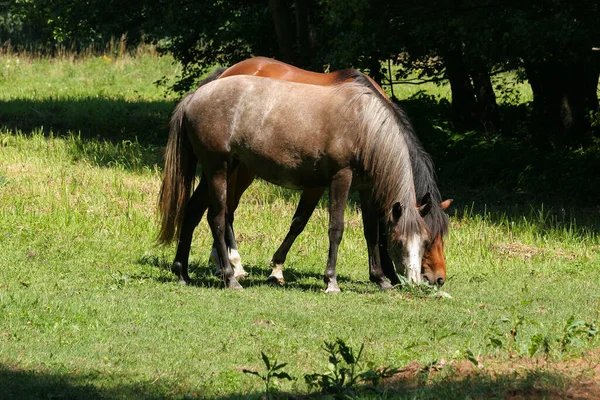 Reinrassiges Tier Landpferd — Stockfoto