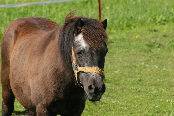 Koń Stado Zwierząt Pastewnych Przyroda — Zdjęcie stockowe
