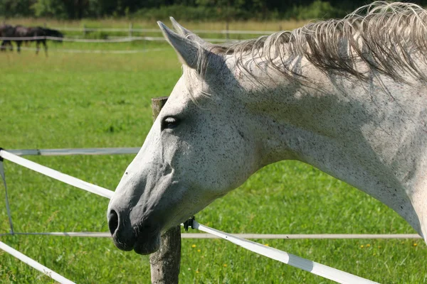 Koń Pastwisku Portret — Zdjęcie stockowe
