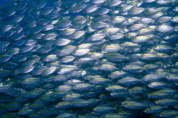 Large School Small Reef Fish Gulf Thailand — Stock Photo, Image