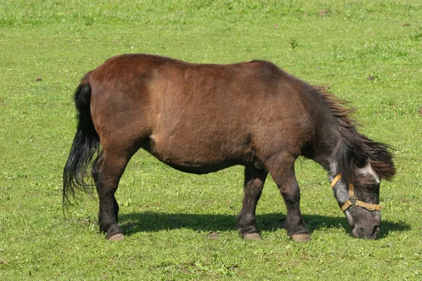 Pony Een Weiland — Stockfoto