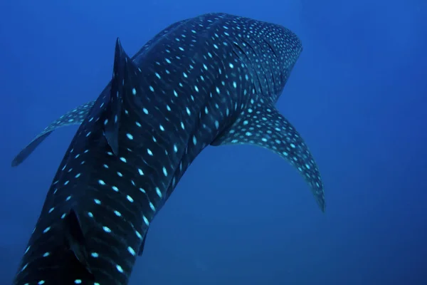 Tiburón Ballena Encontró Frente Roca Las Velas Golfo Tailandia — Foto de Stock