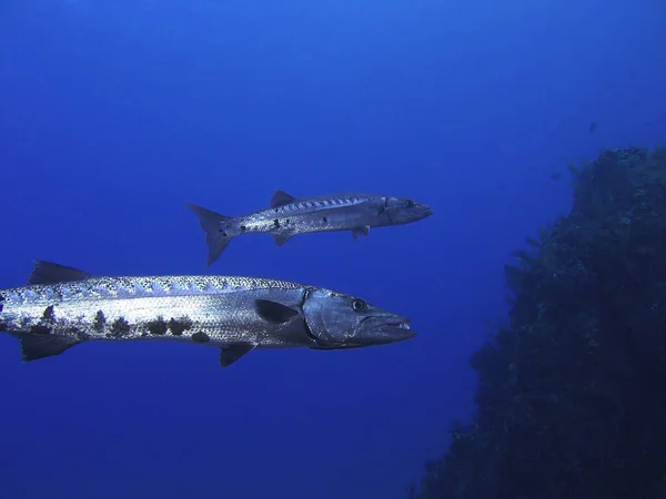 Due Baracuda Nel Mar Dei Caraibi Largo Dell Isola Saba — Foto Stock