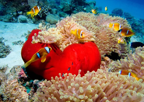 Рыба Клоун Подводный Риф Рыбами — стоковое фото