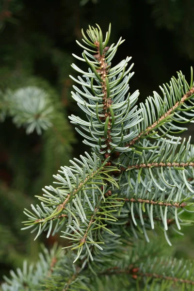 Närbild Gran Gren Med Grön Bakgrund — Stockfoto