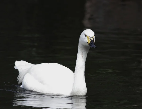 Vista Panorâmica Cisne Majestoso Natureza — Fotografia de Stock