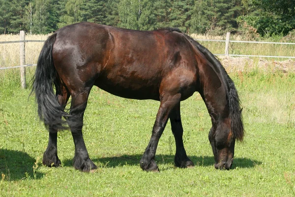 Koń Pastwisku — Zdjęcie stockowe