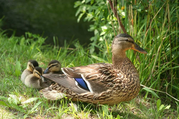 Mallard Anas Platyrhynchos Com Pintos Tomando Sol — Fotografia de Stock