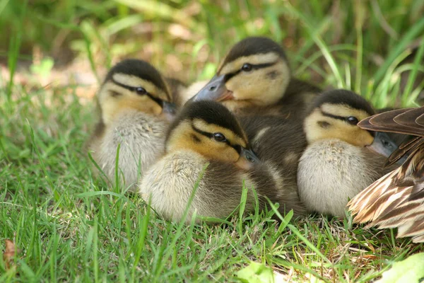 Νεοσσοί Mallard Anas Platyrhynchos Ηλιοθεραπεία — Φωτογραφία Αρχείου