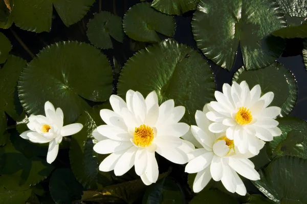 Lily Lotus Flower Pond Flora — Stock Photo, Image