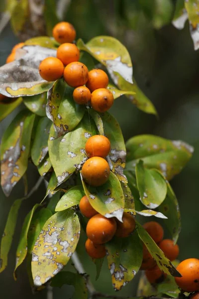 Bel Colpo Botanico Carta Parati Naturale — Foto Stock