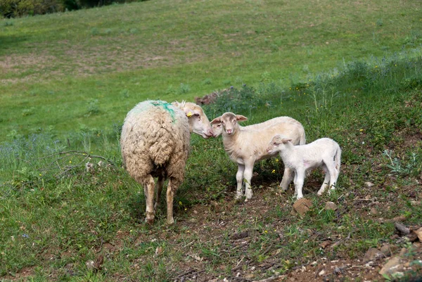 Schapen Met Twee Lammeren Het Platteland Van Grosseto Toscane — Stockfoto