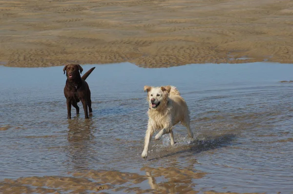 Perro Perros Playa —  Fotos de Stock