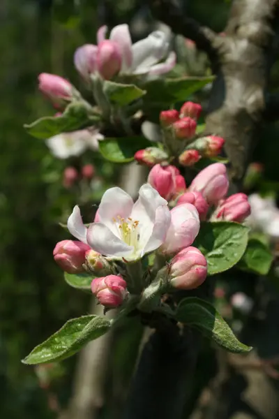 Gros Plan Sur Les Fleurs Pomme — Photo