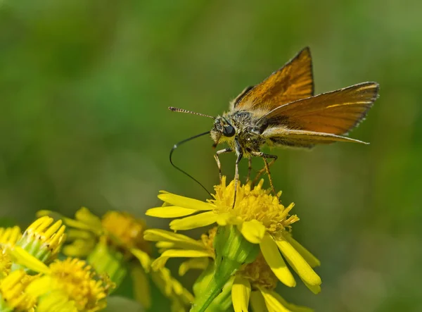 Close Bug Natureza Selvagem — Fotografia de Stock