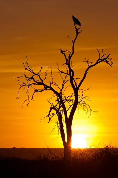 Scénický Pohled Faunu Flóru Savannah — Stock fotografie