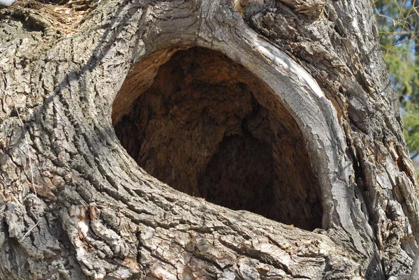 Primer Plano Hueco Árbol Vacío Grande —  Fotos de Stock