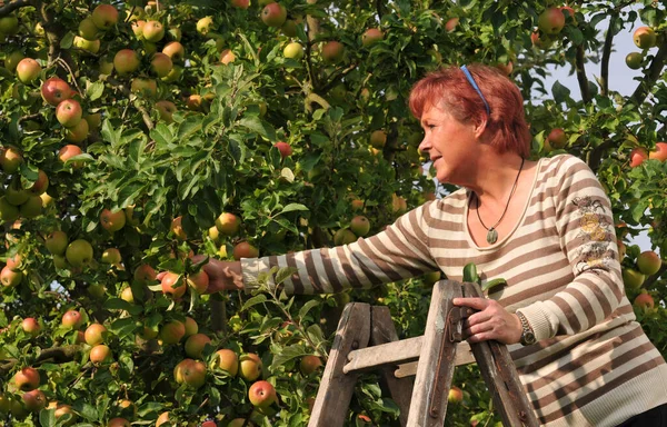 Vrouw Plukken Rijpe Appels Boomgaard — Stockfoto