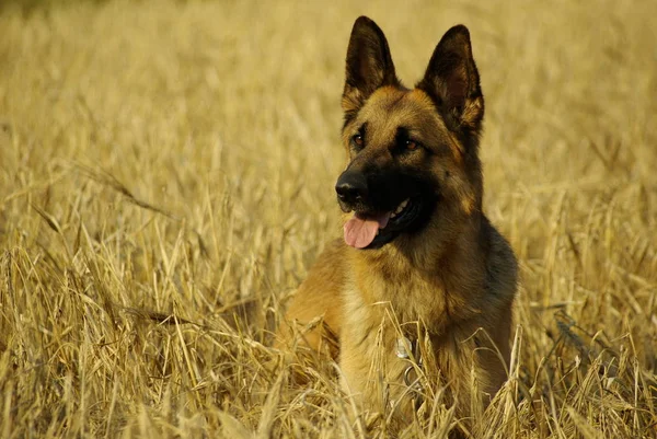 Scenic View Cute Puppy Dog — Stock Photo, Image