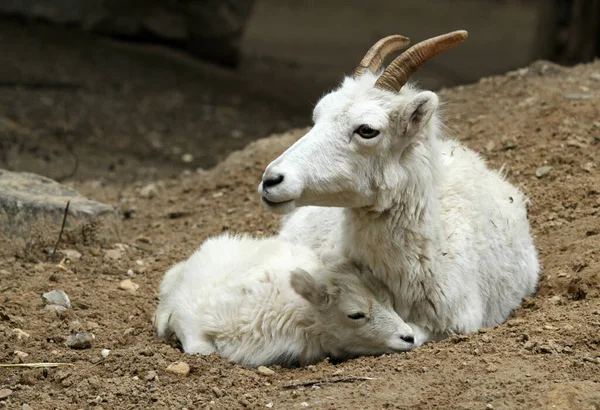 若い動物の選択的焦点は — ストック写真