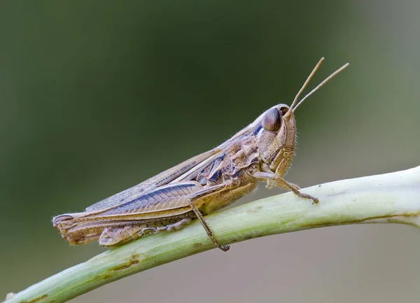 Grasshopper Macro Aanpak Wildernis Middellandse Zee — Stockfoto