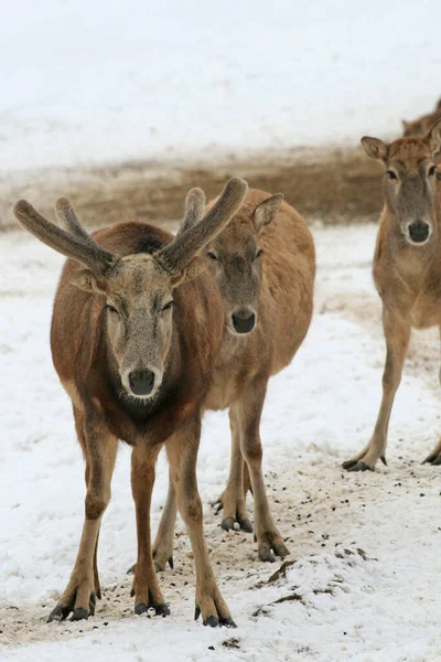 デビッド ヒルシュは雪の中で — ストック写真