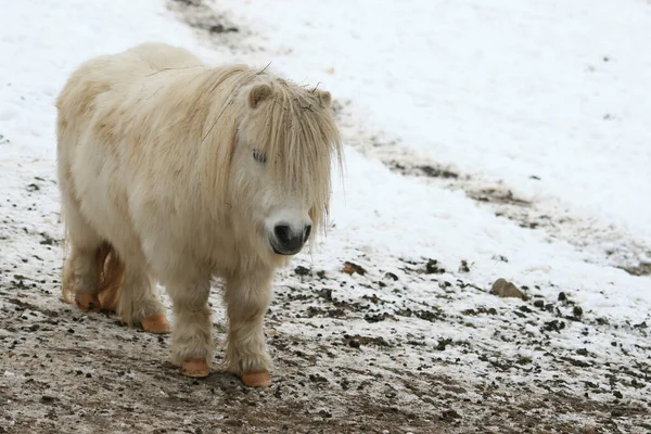 Cheval Animal Troupeau Pâturage Animal Faune Naturelle — Photo