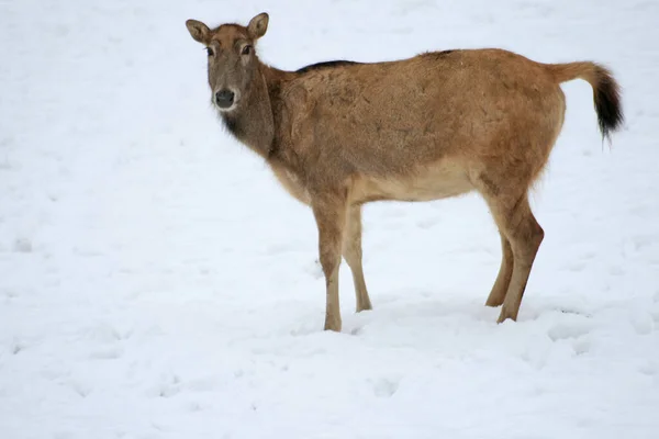 David Shirsch Snow — Stock Photo, Image