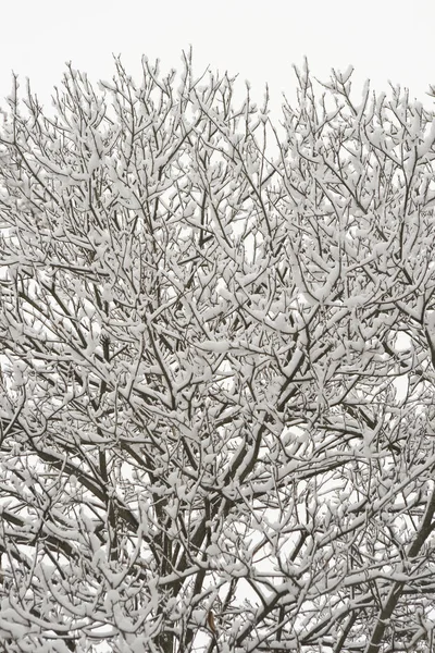 Winterbos Met Bomen Besneeuwd Boslandschap — Stockfoto