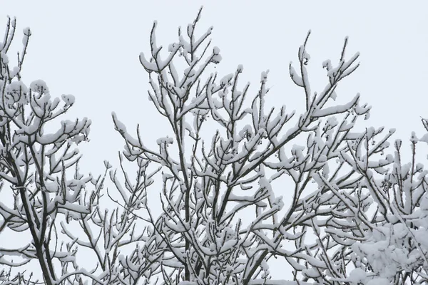 Зимний Лес Деревьями Заснеженный Лесной Пейзаж — стоковое фото