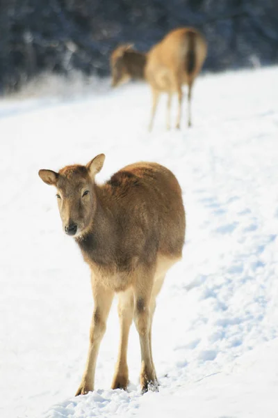 Roe Deer Winter Forest — Stock Photo, Image