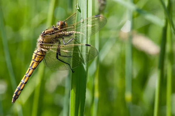 Detailní Makro Pohled Hmyz Vážky — Stock fotografie