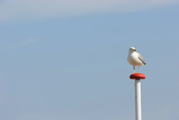 Vista Panorámica Hermoso Pájaro Lindo Gaviota — Foto de Stock