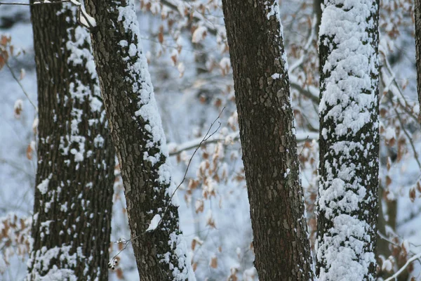 Winter Park — Stock Photo, Image