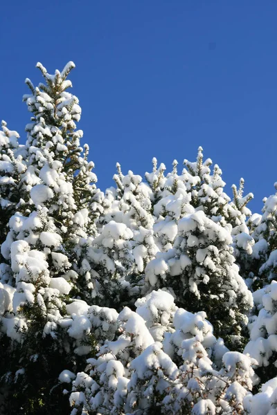 Winter Forest — Stock Photo, Image